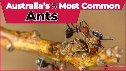 Ants are right throughout Australia