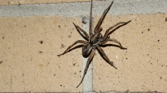 Brown Wolf Spider Climbing on Brick Wall 