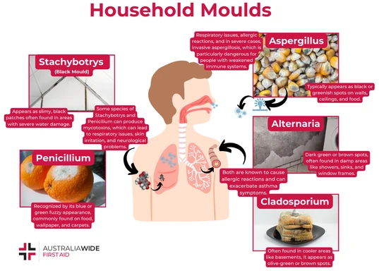 Household Mould types and risks